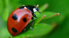 Siebenpunkt-Marienkäfer (7).jpg